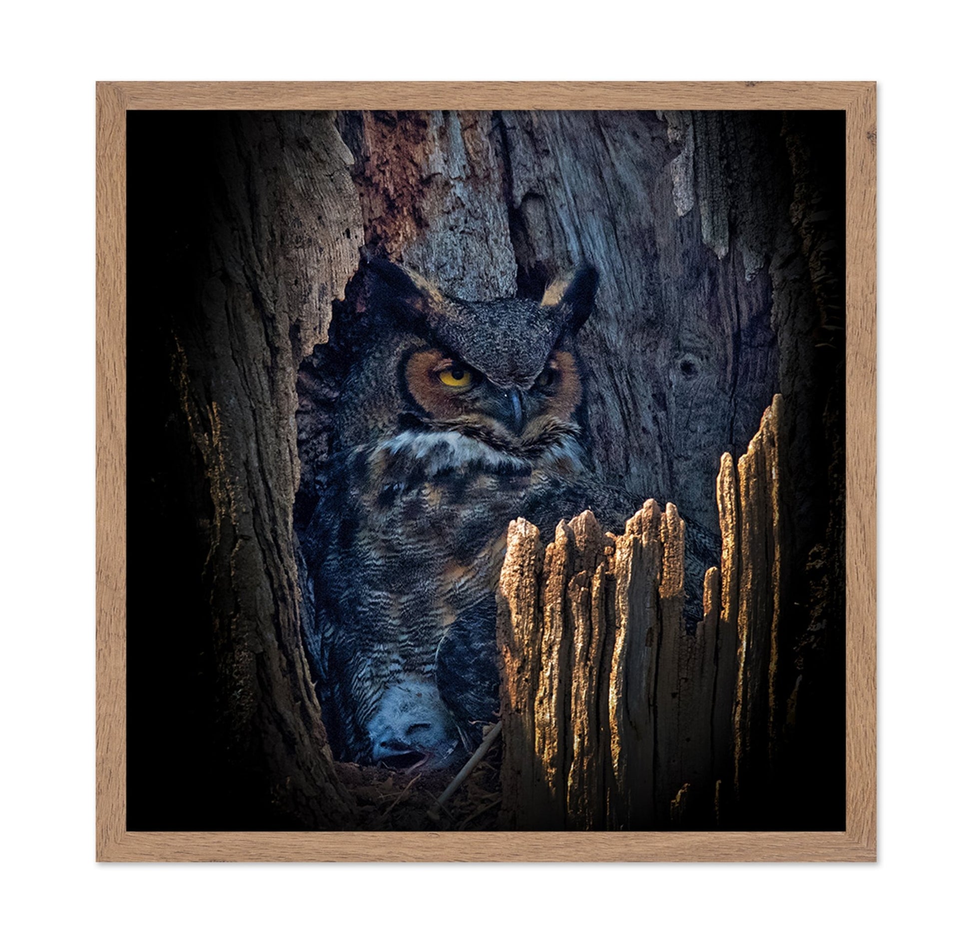 Hidden Owl Gaze