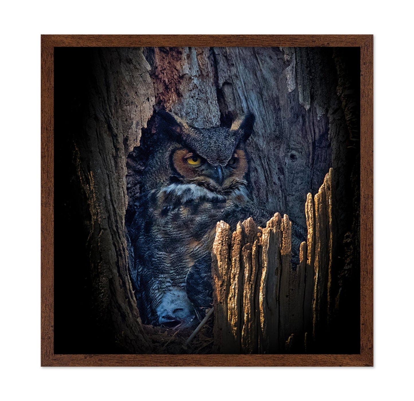 Hidden Owl Gaze