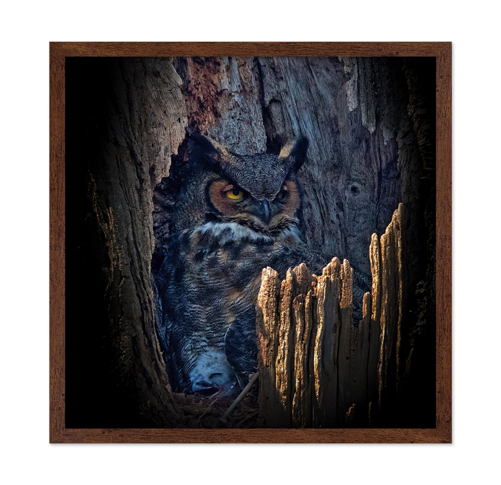 Hidden Owl Gaze