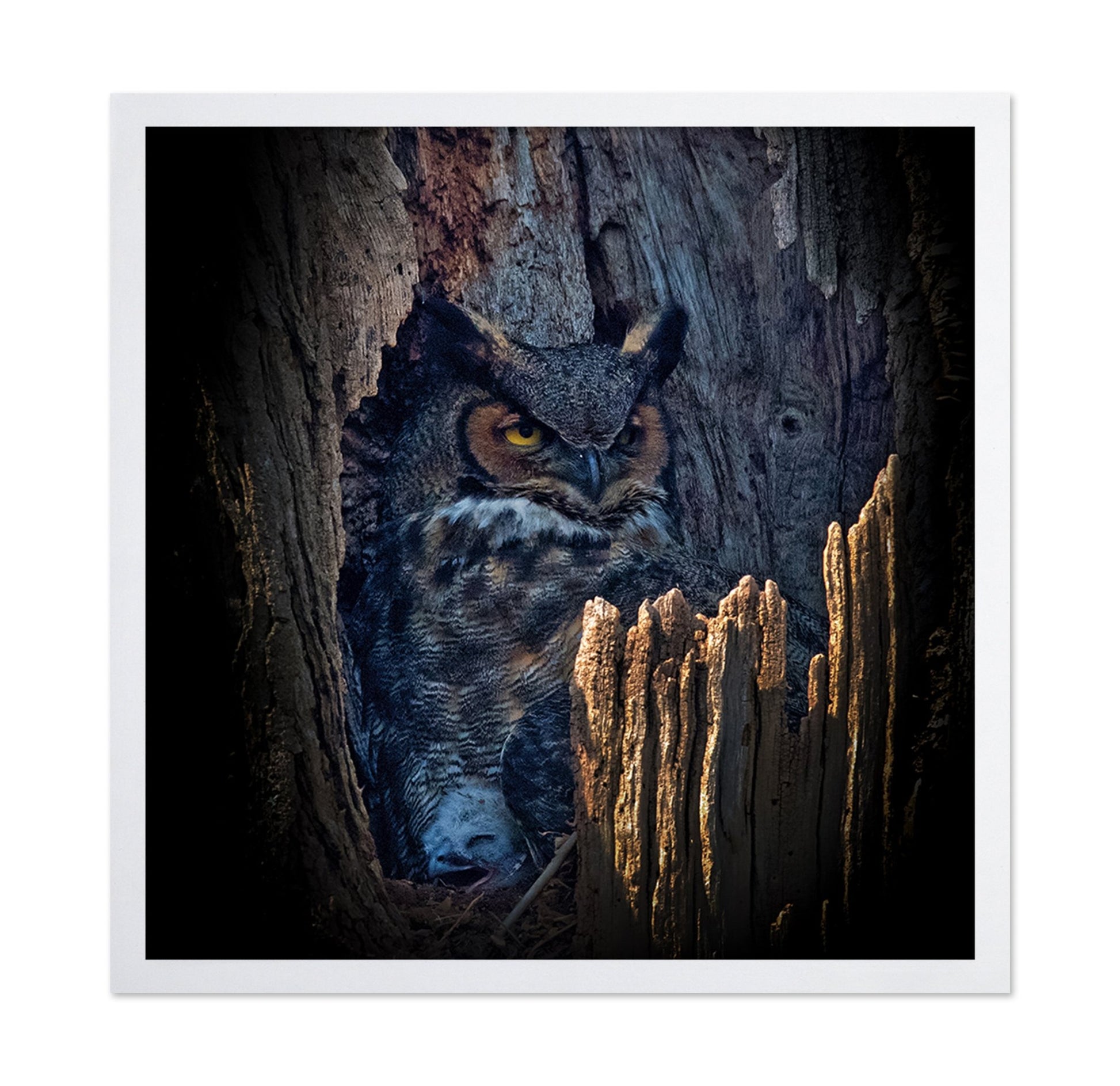 Hidden Owl Gaze