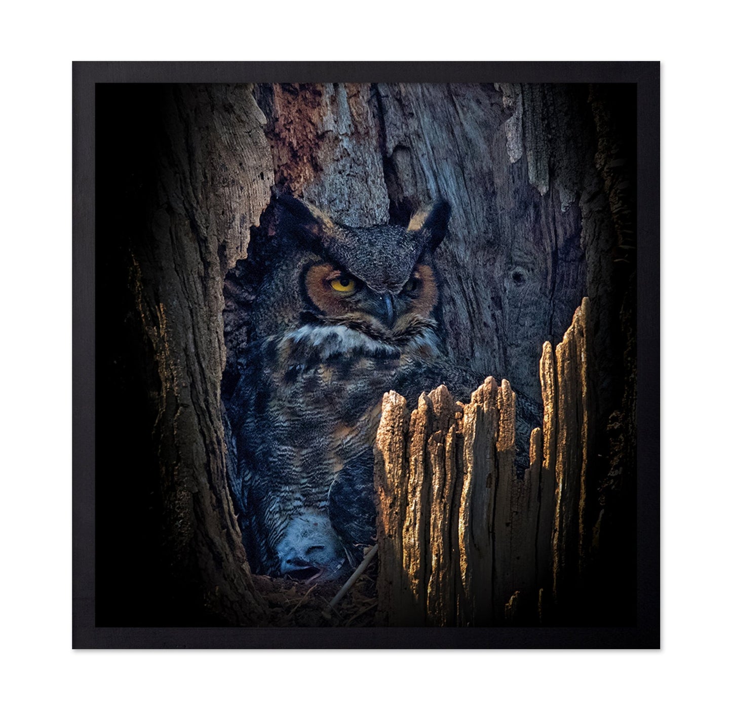 Hidden Owl Gaze