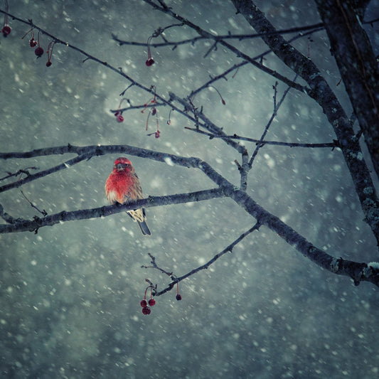Winter Red Finch