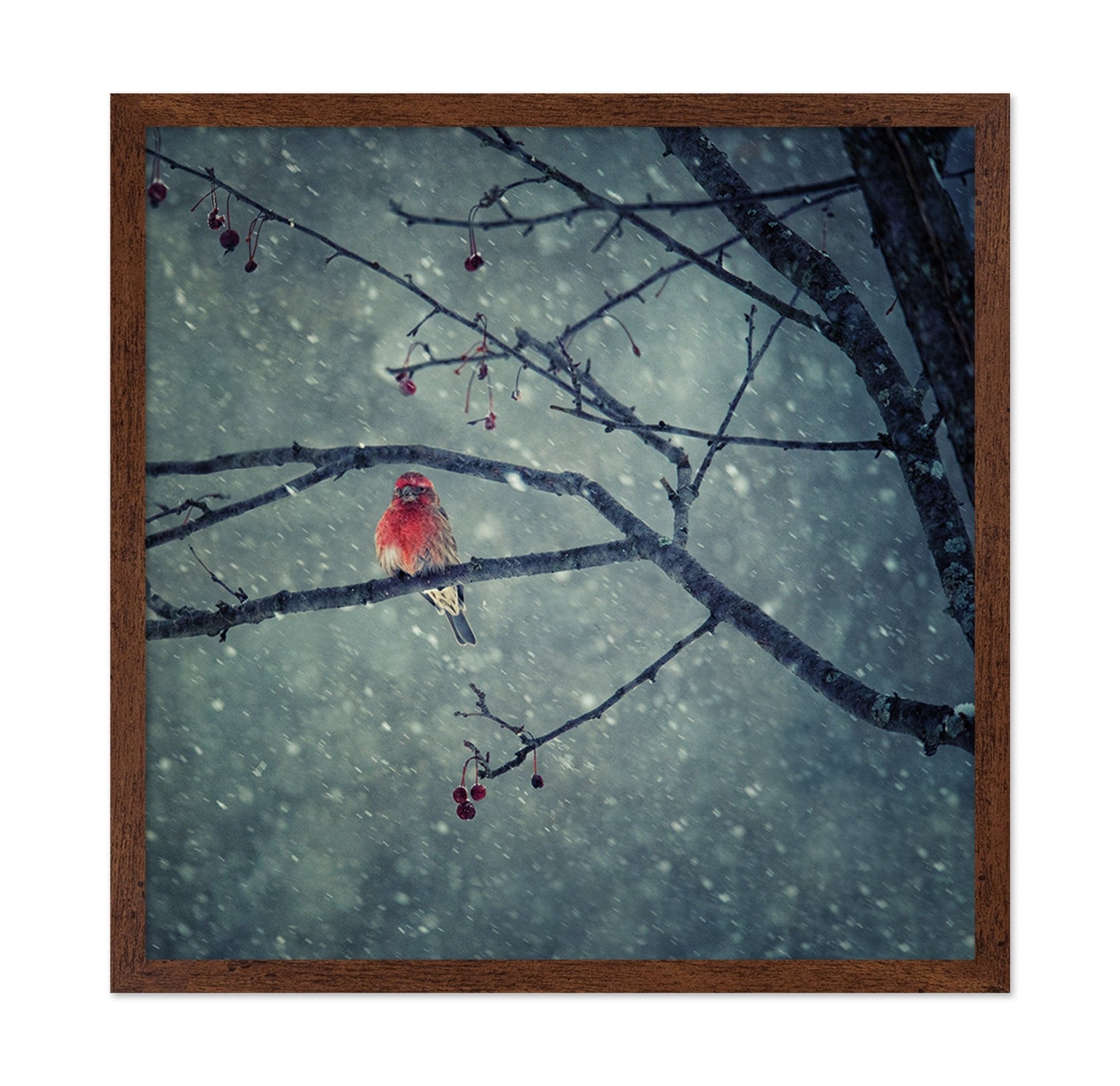 Winter Red Finch