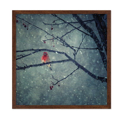 Winter Red Finch