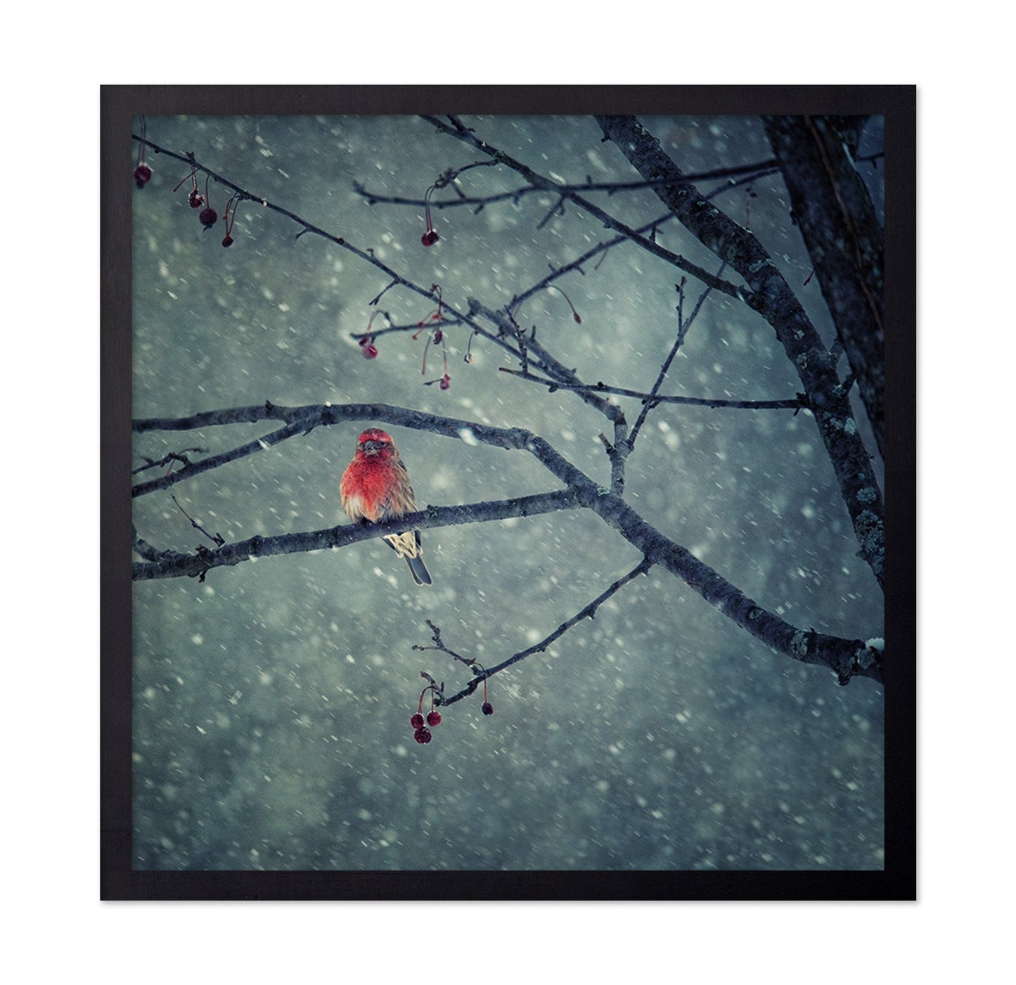 Winter Red Finch