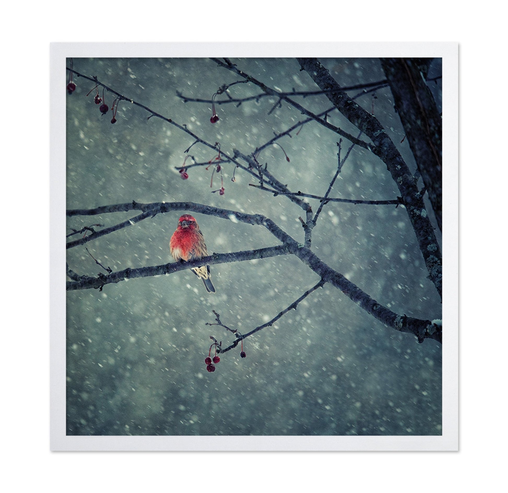 Winter Red Finch