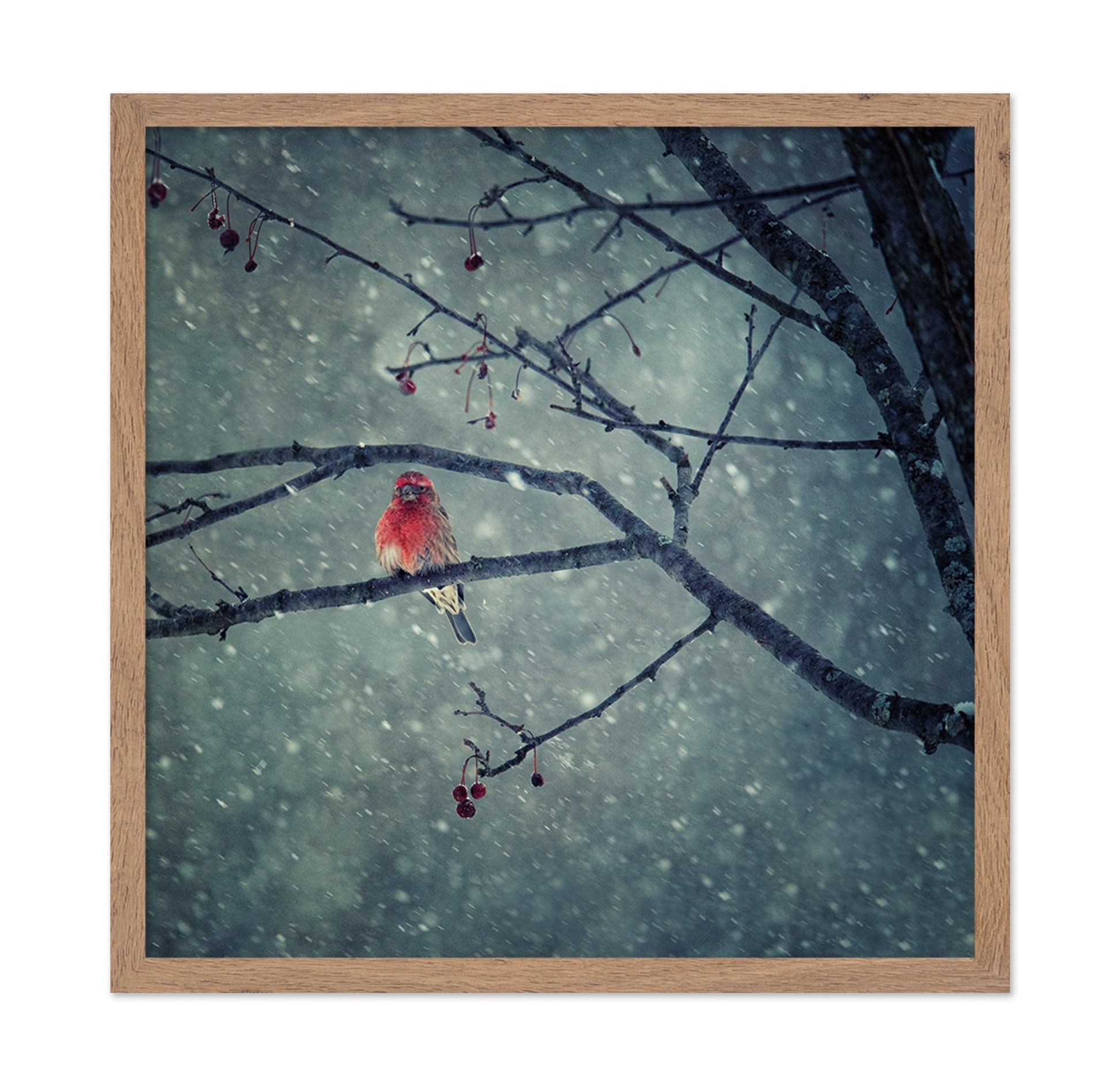 Winter Red Finch