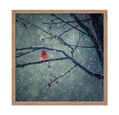 Winter Red Finch
