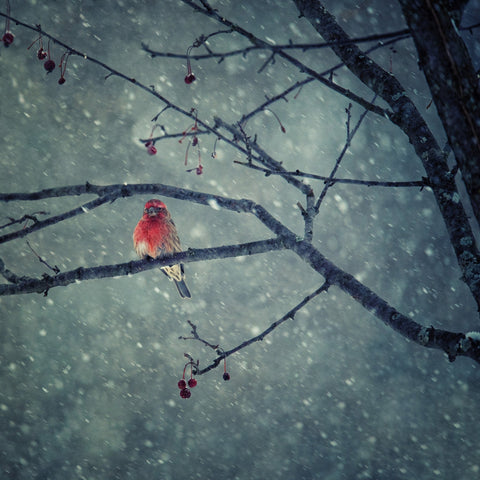 Winter Red Finch