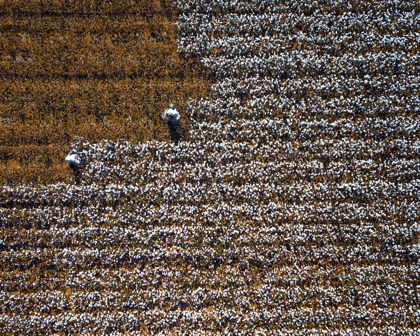 Cotton Field Patterns