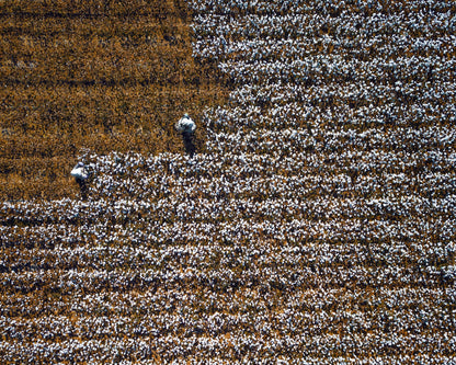 Cotton Field Patterns