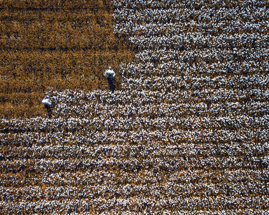 Cotton Field Patterns