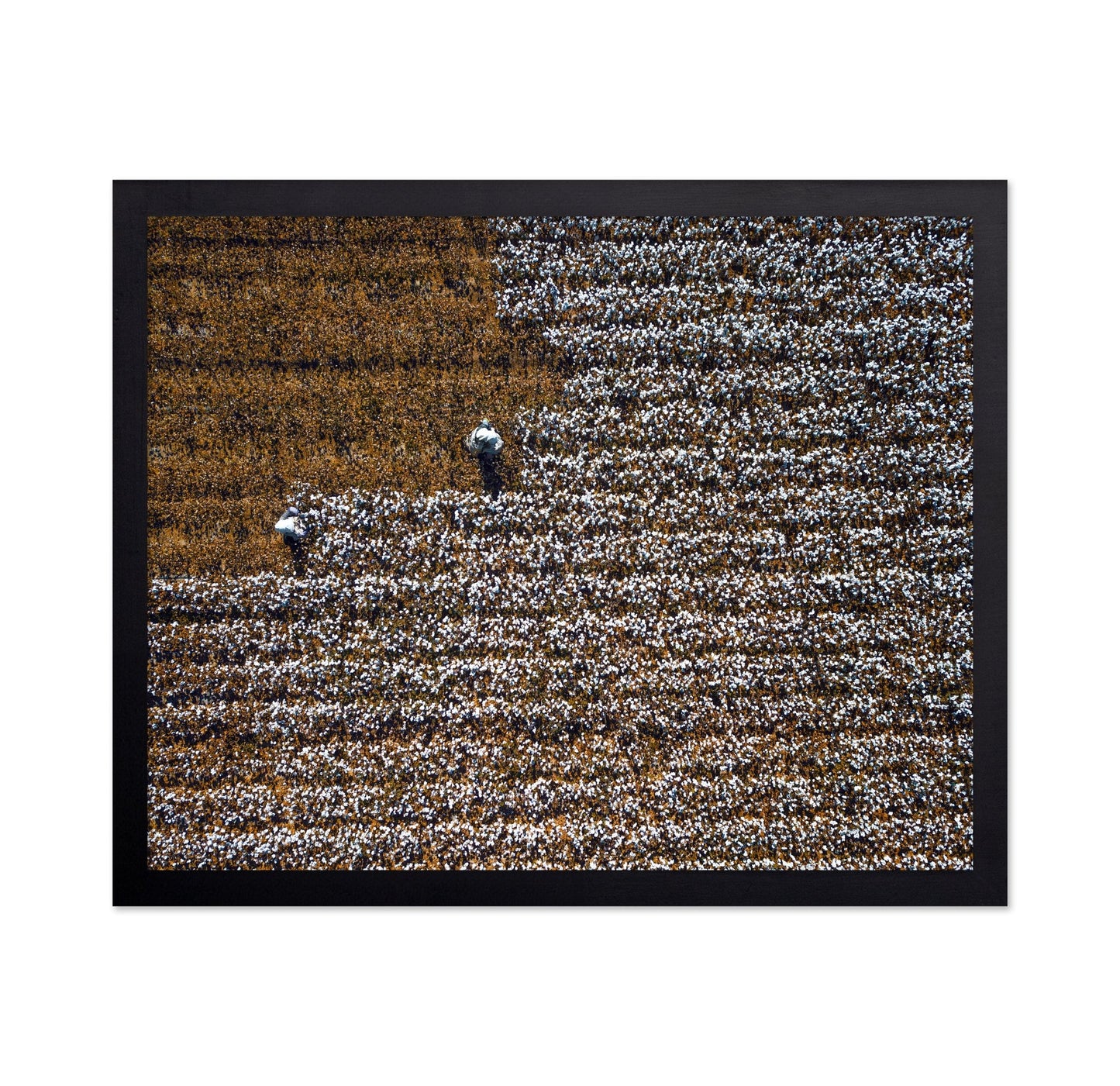 Cotton Field Patterns