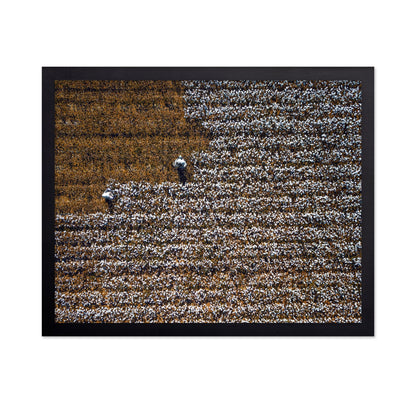 Cotton Field Patterns