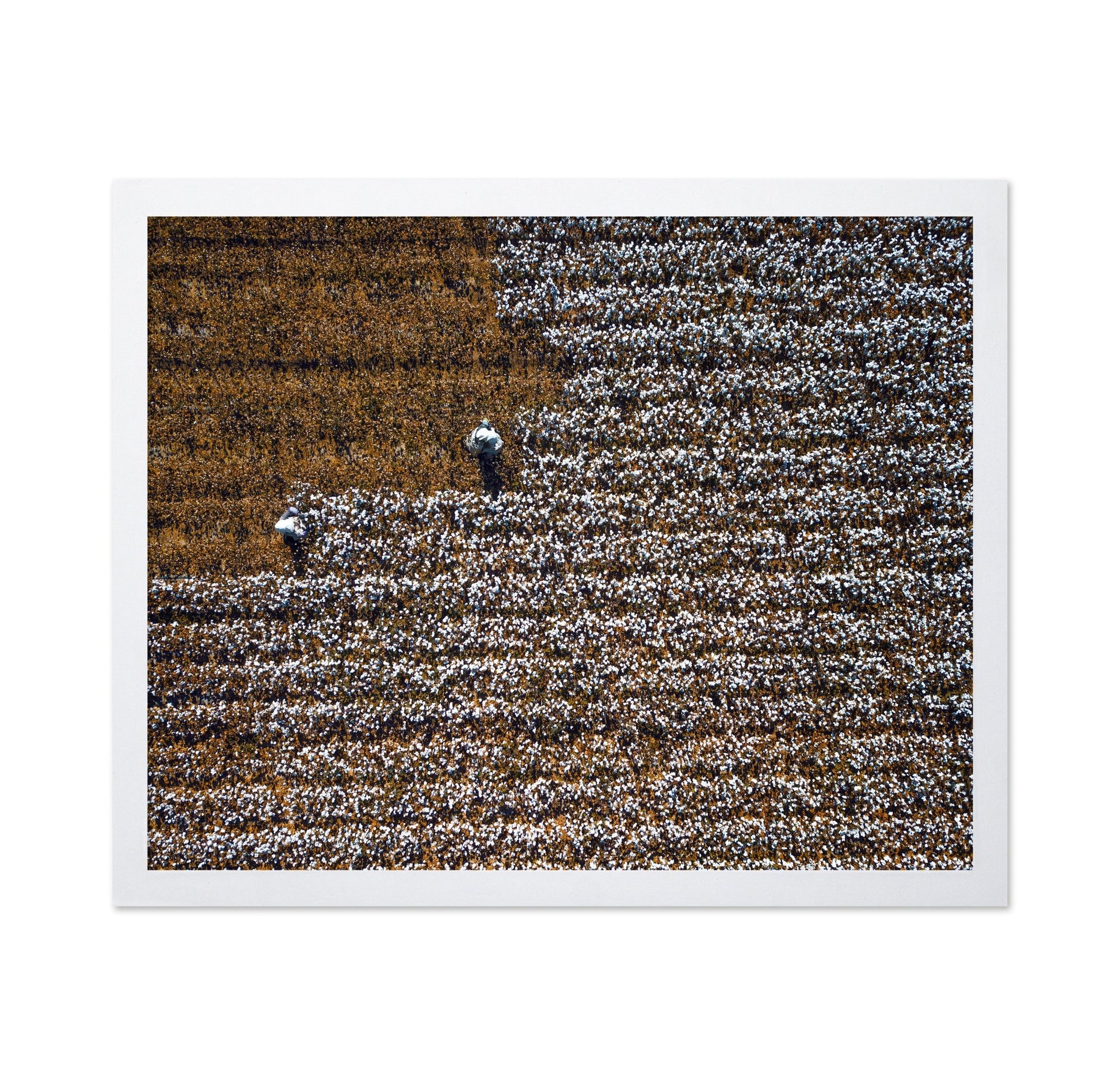 Cotton Field Patterns