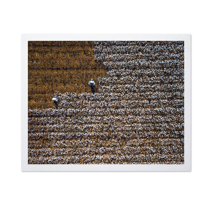 Cotton Field Patterns
