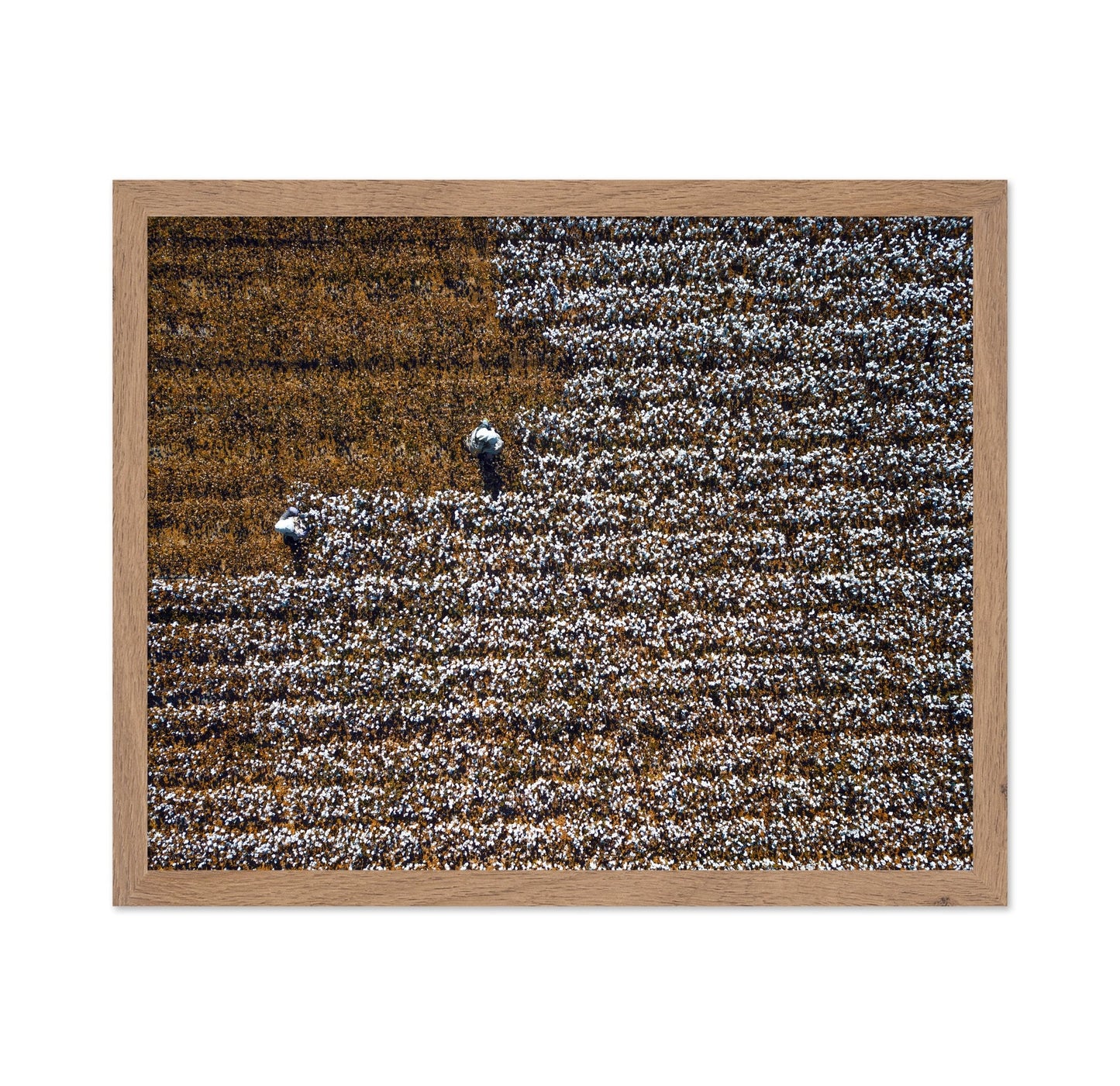Cotton Field Patterns