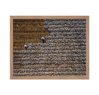 Cotton Field Patterns
