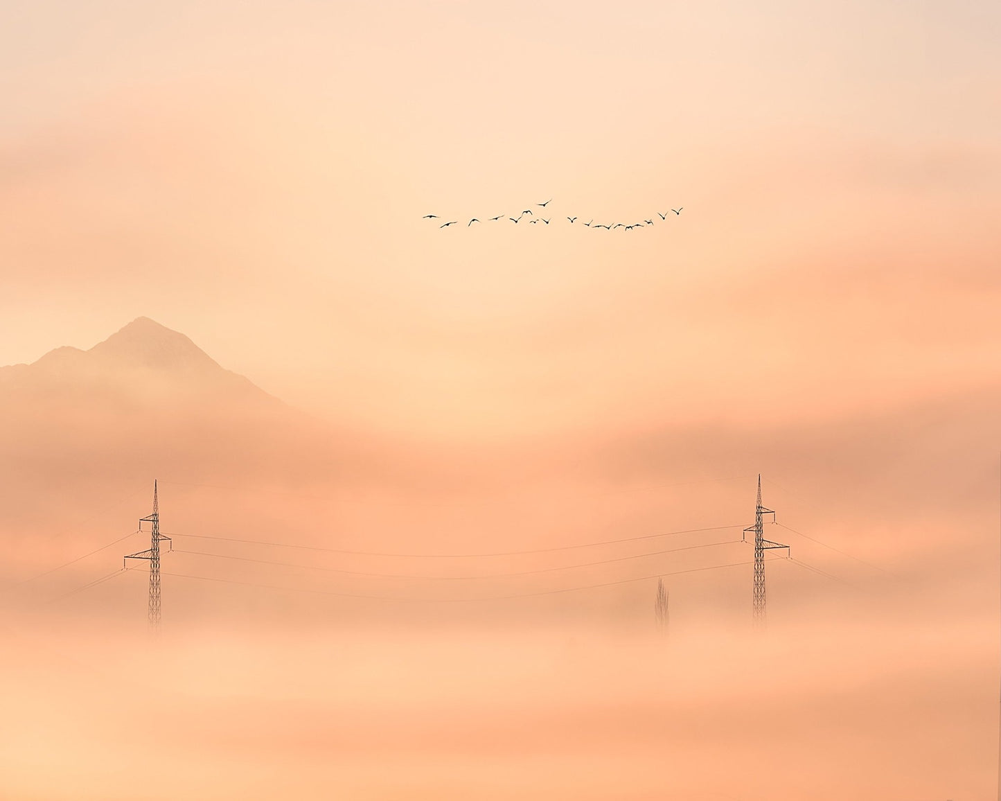Birds Over Mist Horizon