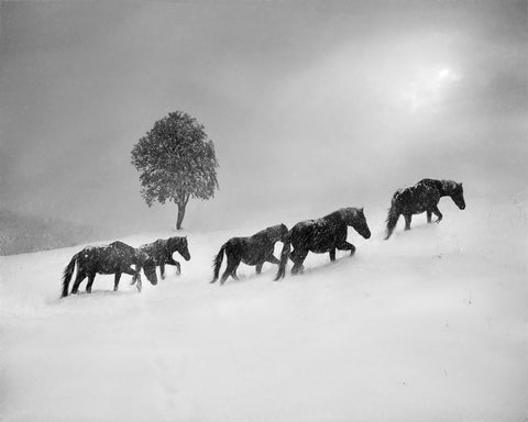Horses In Snow Storm