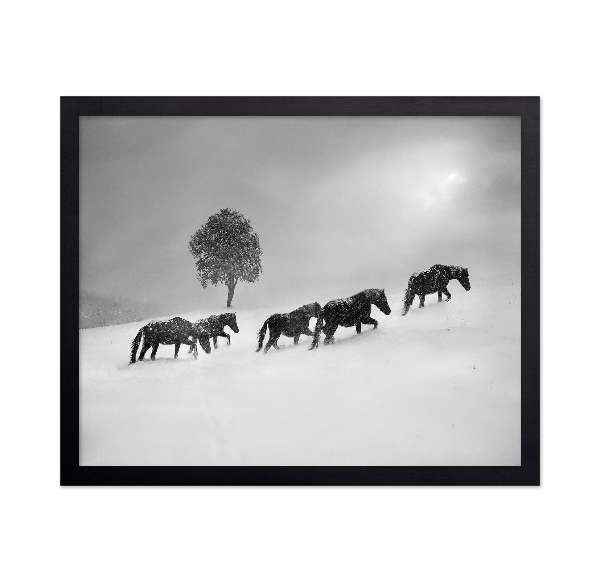 Horses In Snow Storm