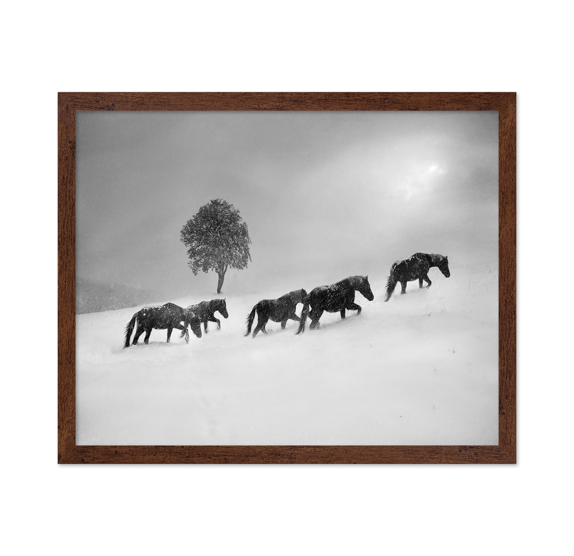 Horses In Snow Storm