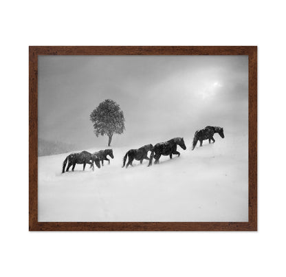 Horses In Snow Storm