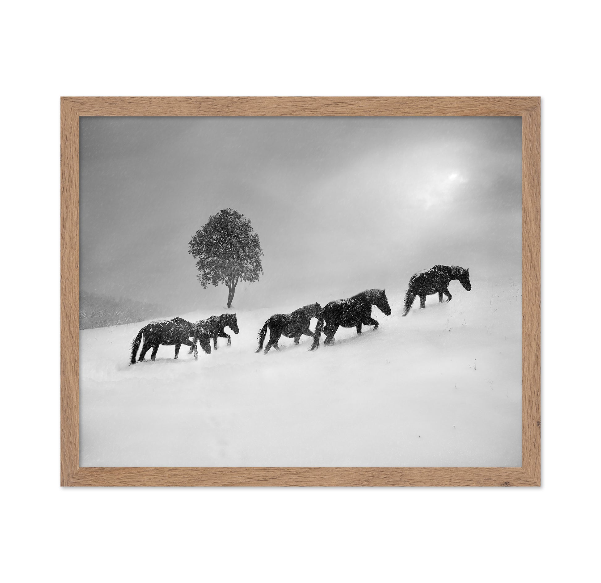 Horses In Snow Storm