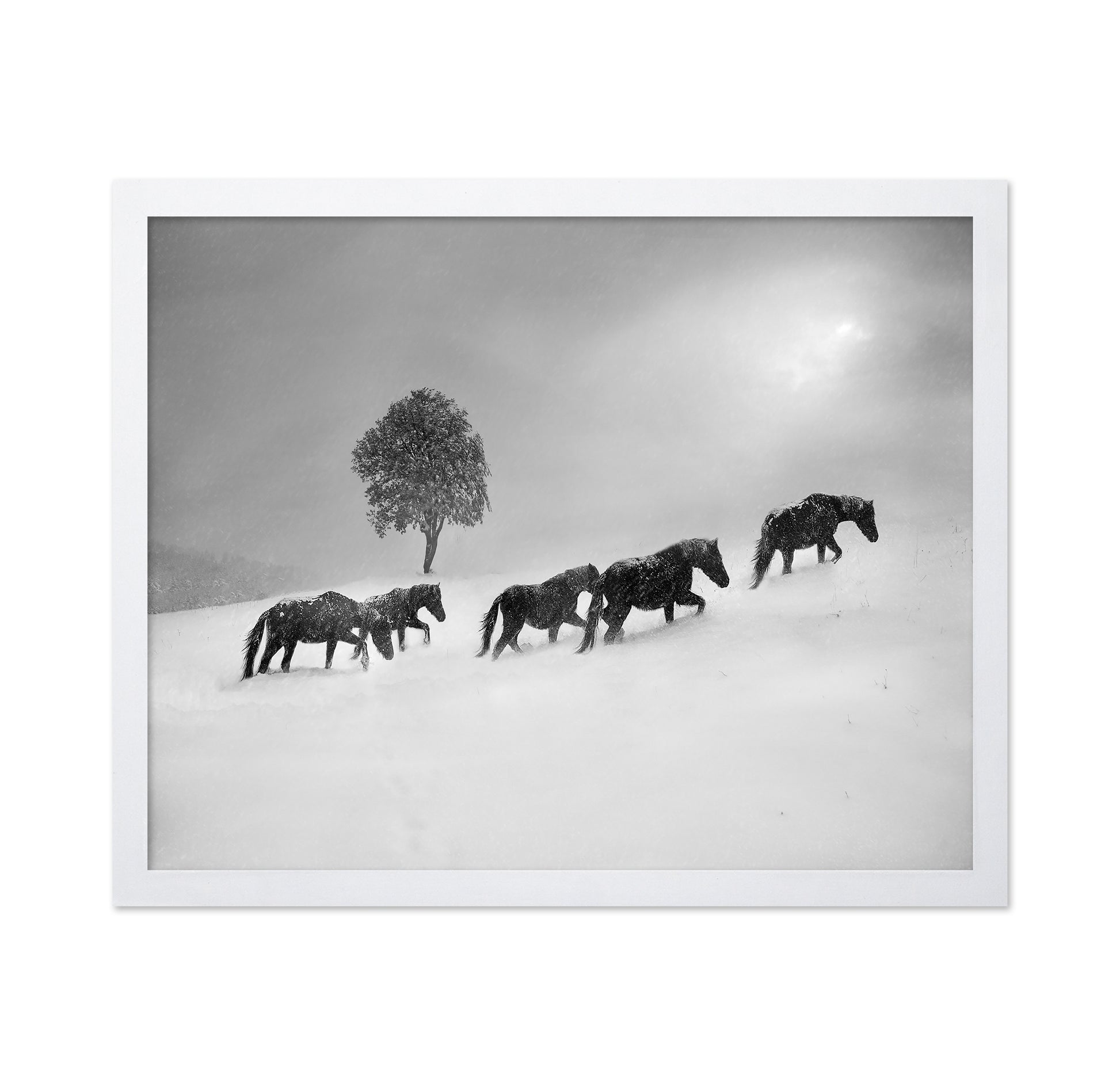 Horses In Snow Storm
