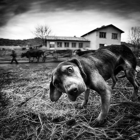 Curious Farm Puppy