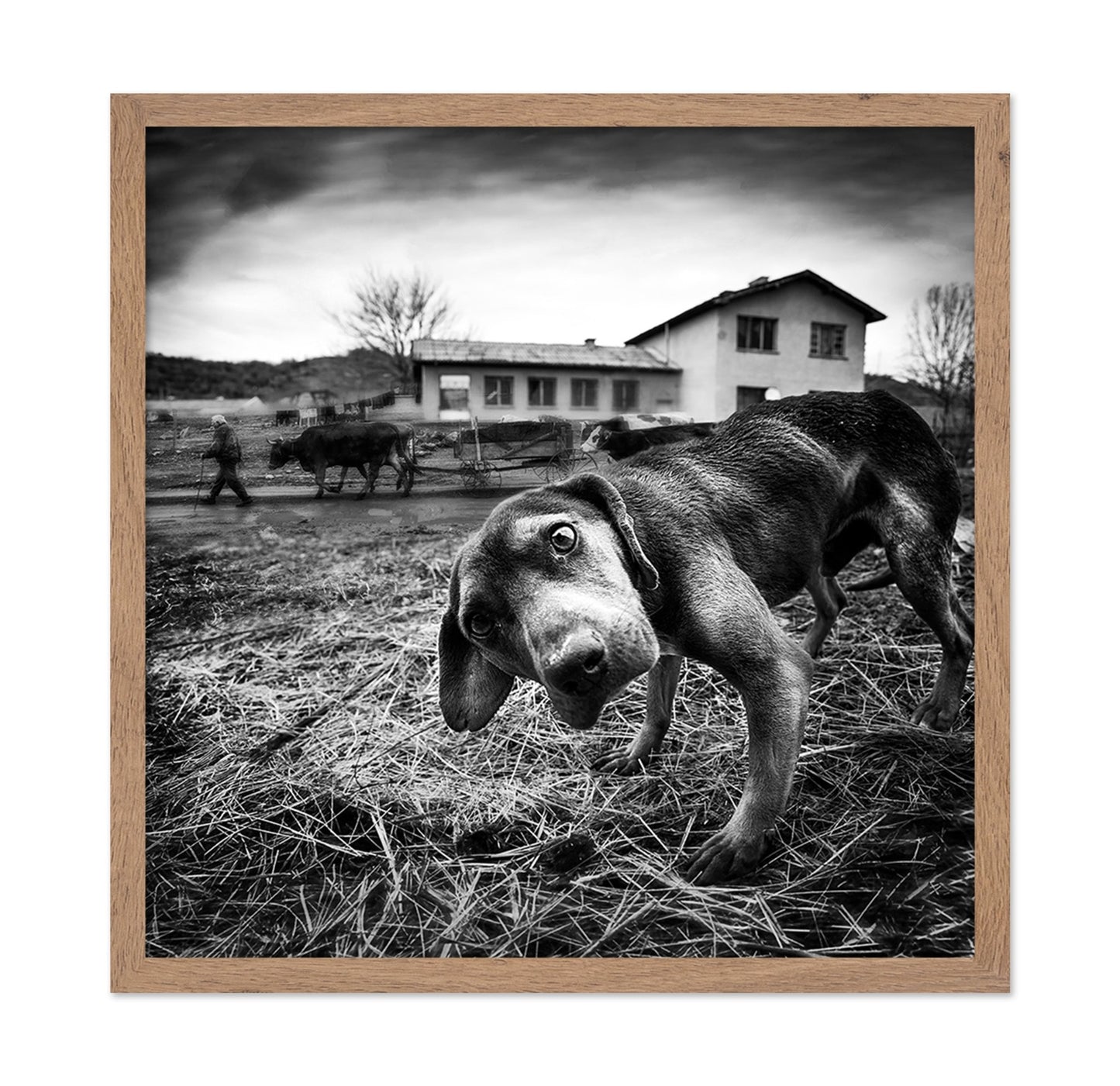 Curious Farm Puppy