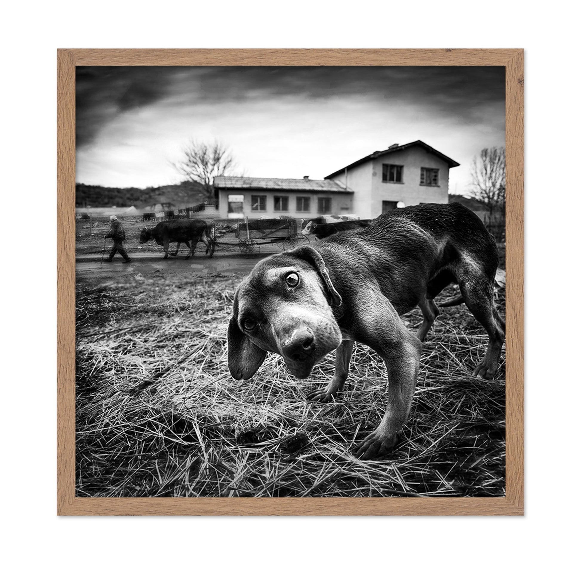 Curious Farm Puppy