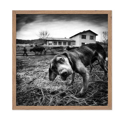 Curious Farm Puppy
