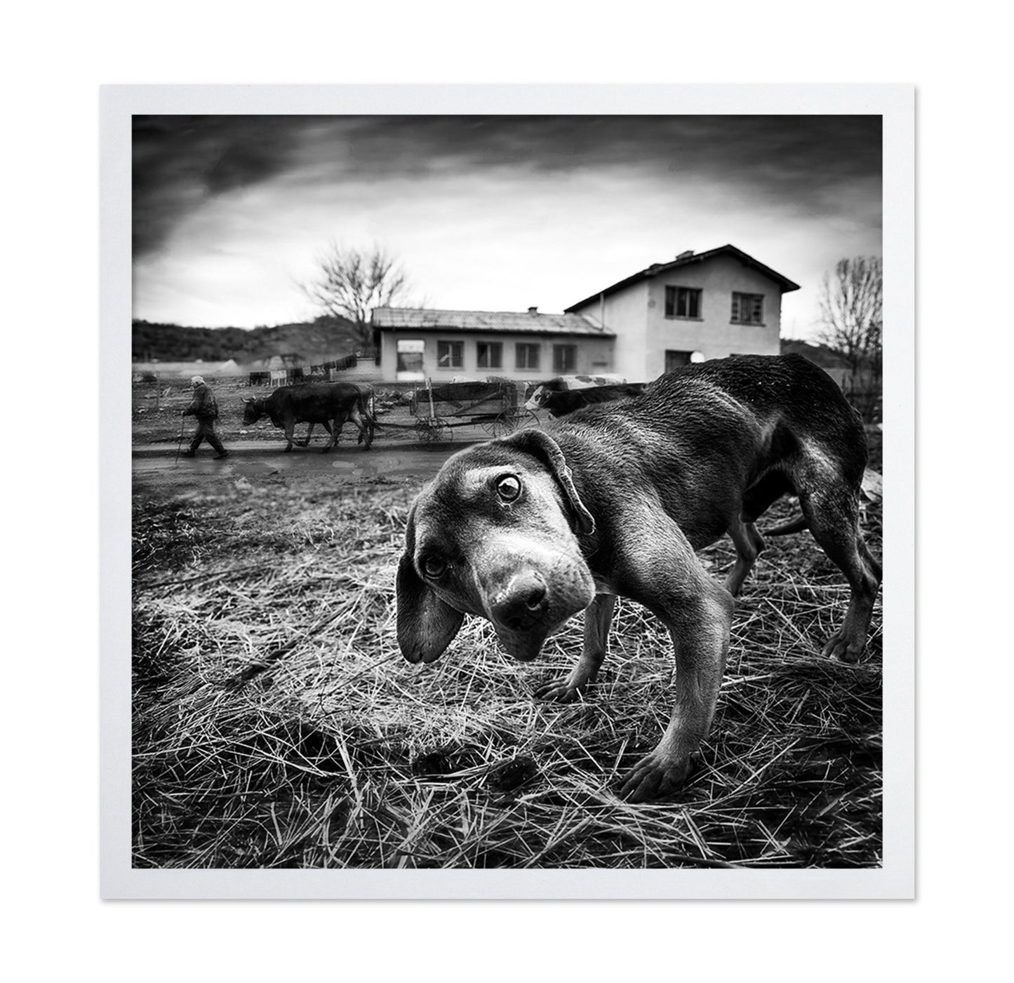 Curious Farm Puppy