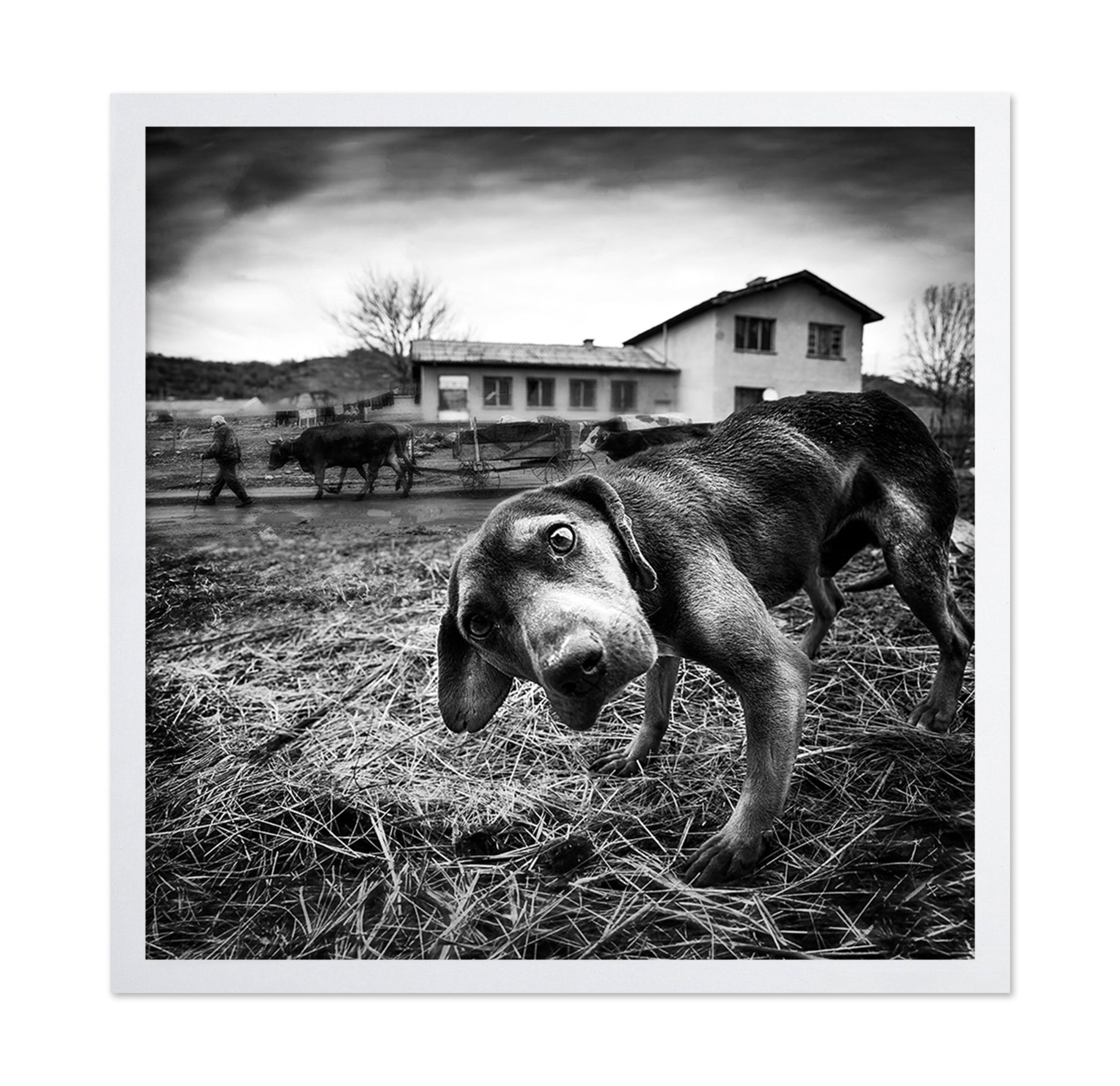Curious Farm Puppy