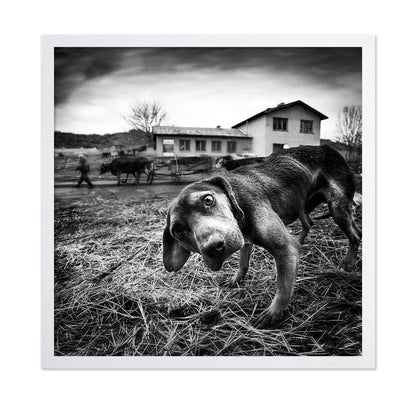 Curious Farm Puppy