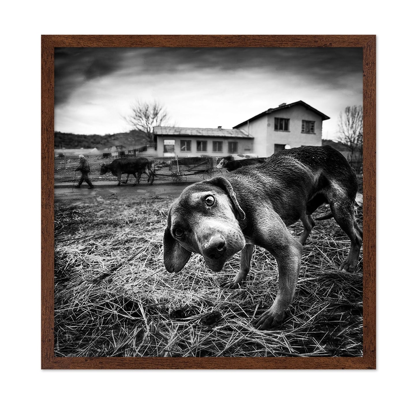 Curious Farm Puppy