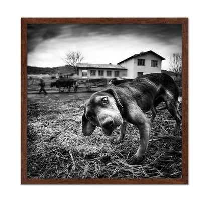 Curious Farm Puppy