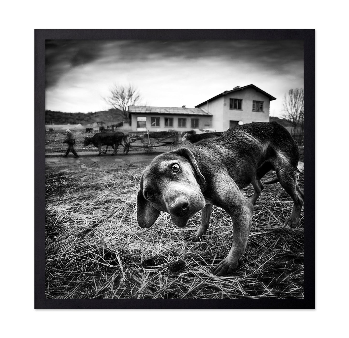 Curious Farm Puppy