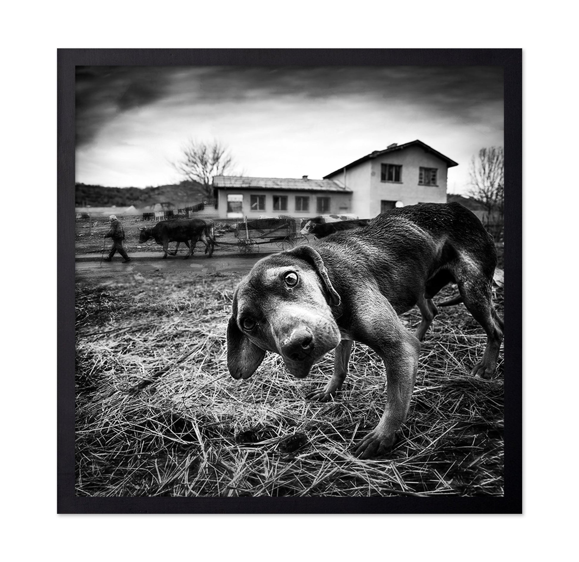 Curious Farm Puppy