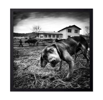 Curious Farm Puppy