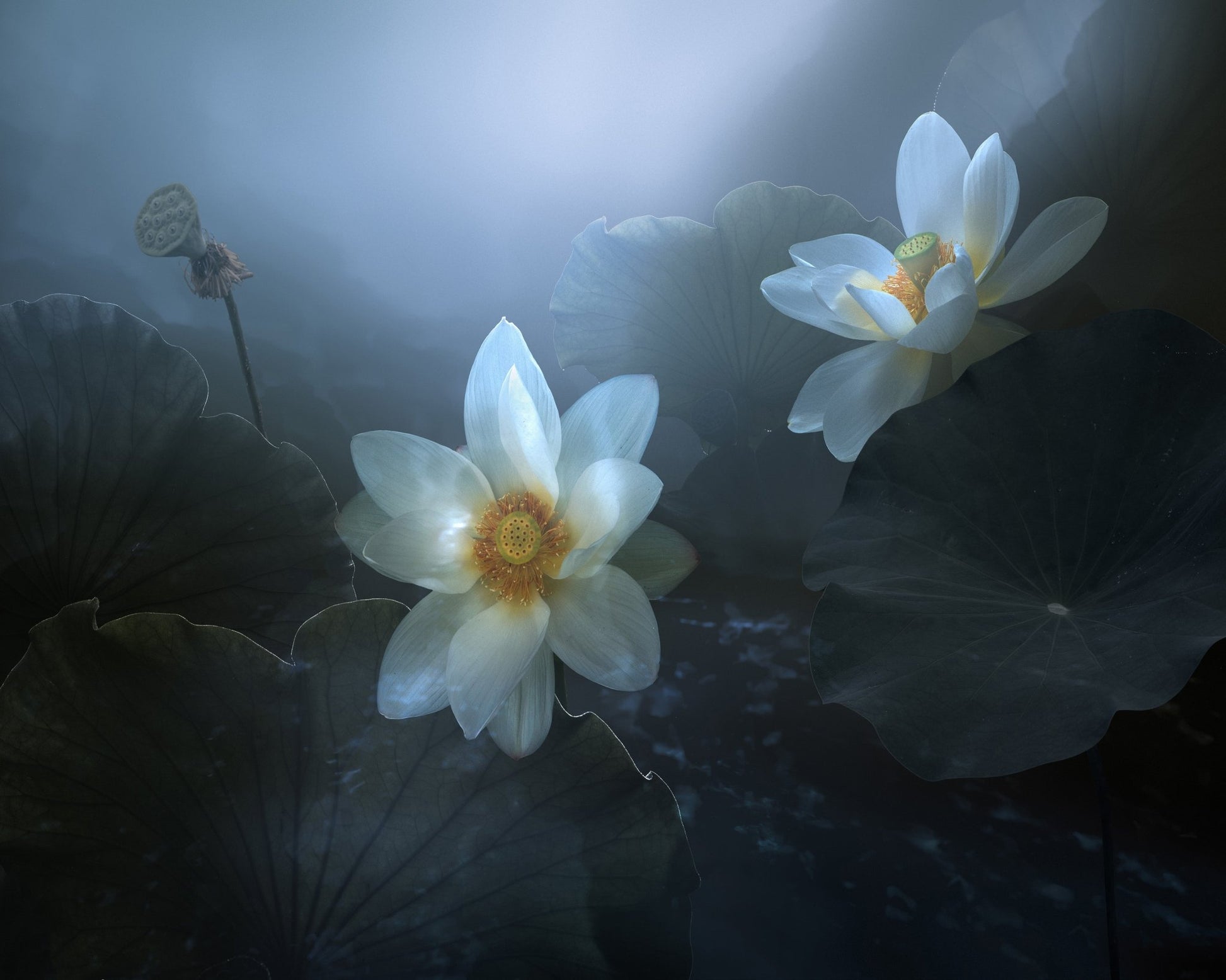Lotus In Blue Light