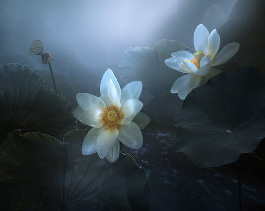 Lotus In Blue Light