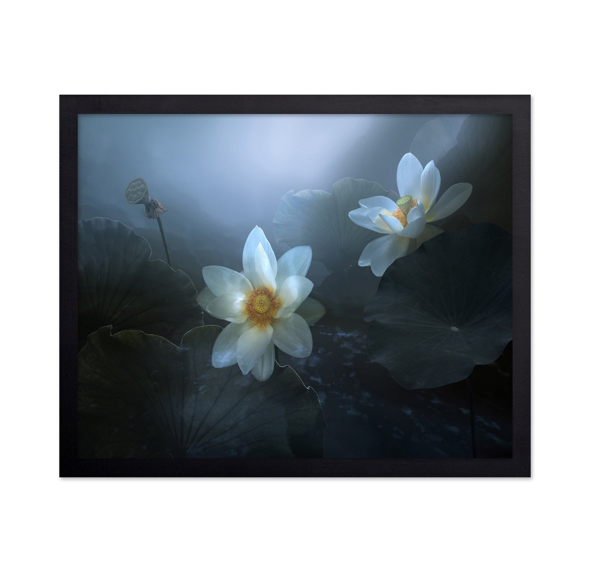 Lotus In Blue Light