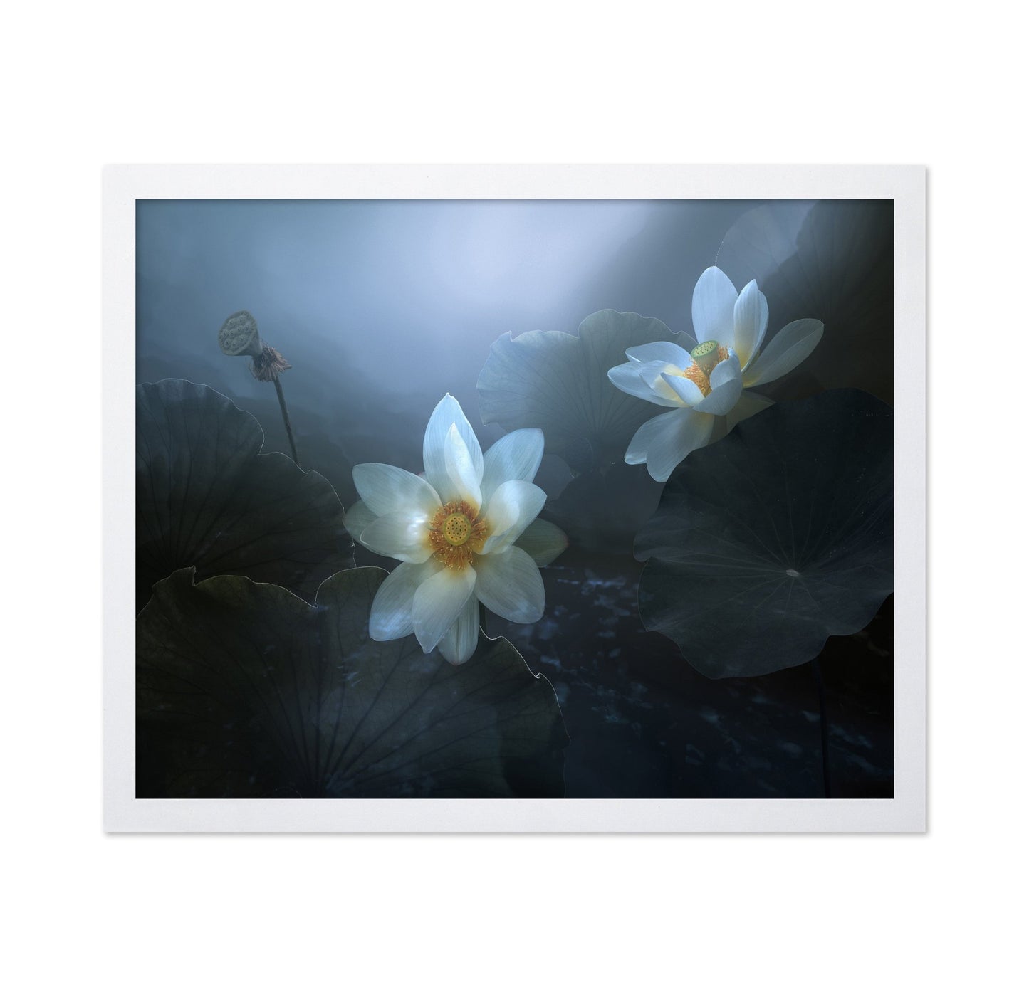 Lotus In Blue Light
