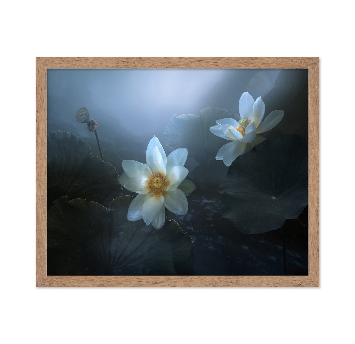 Lotus In Blue Light