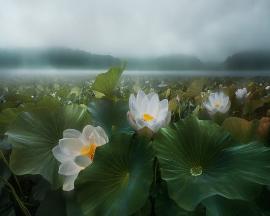 Morning Lotus Bloom