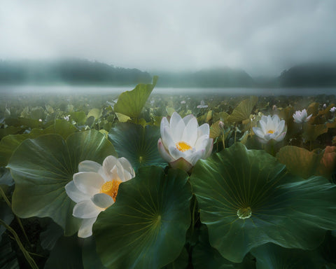 Morning Lotus Bloom