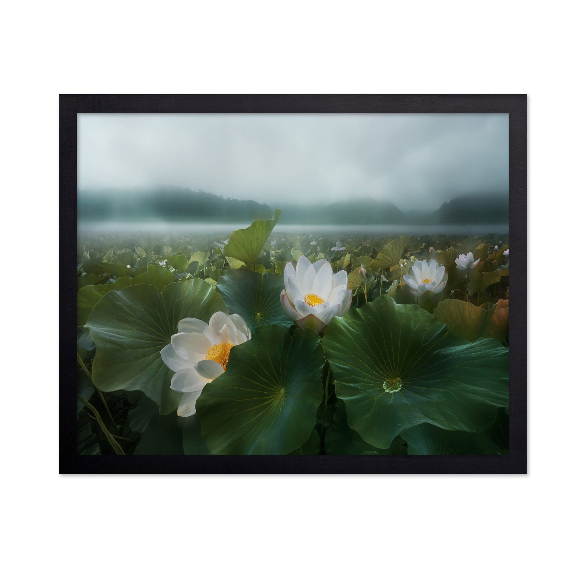 Morning Lotus Bloom