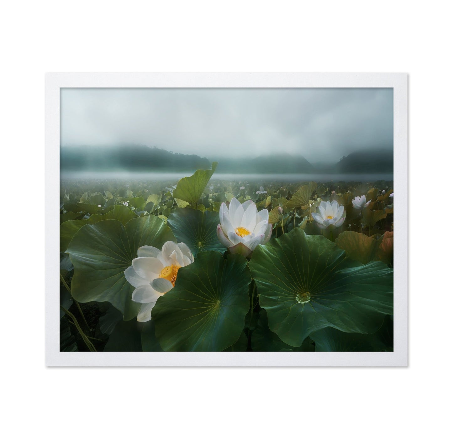 Morning Lotus Bloom